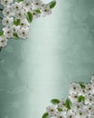 Dogwood flowers background