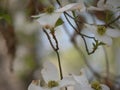 Dogwood flowers in bloom in the tree