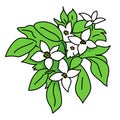 Dogwood flowers blossom illustration vector isolated