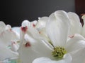 Dogwood flowers