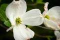 Dogwood flowers in the spring time Royalty Free Stock Photo