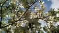 Dogwood flowers Royalty Free Stock Photo