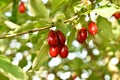 Dogwood fruits hang on a tree branch. Royalty Free Stock Photo