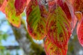 Dogwood Autumn Leaf with Waterdrop