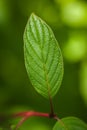 Dogwood Leaf - Close-Up - Cornus sericea