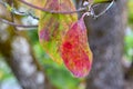 Dogwood Leaf Autumn Sun 02