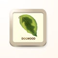 Dogwood leaf. Vector illustration decorative design