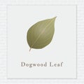 Dogwood leaf. Vector illustration decorative design