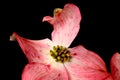 Flowering Dogwood Pink Petals 01 Royalty Free Stock Photo