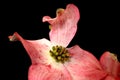 Flowering Dogwood Pink Petals 02 Royalty Free Stock Photo