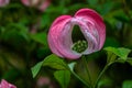 Dogwood Ring Royalty Free Stock Photo