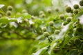 Dogwood Seed Heads