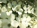 Dogwood tree in bloom in close-up. Royalty Free Stock Photo