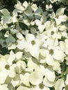 Dogwood tree in bloom in close-up. Royalty Free Stock Photo