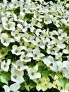 Dogwood tree in bloom in close-up. Royalty Free Stock Photo