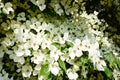 Dogwood tree in bloom in close-up Royalty Free Stock Photo