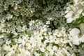 Dogwood tree in bloom in close-up Royalty Free Stock Photo