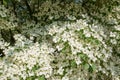 Dogwood tree in bloom in close-up Royalty Free Stock Photo