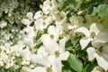 Dogwood tree in bloom in close-up Royalty Free Stock Photo