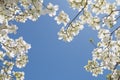 A dogwood tree Royalty Free Stock Photo