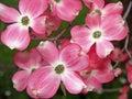 Dogwood Tree Blooms