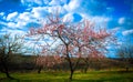 A dogwood tree blooms in spring with green grass and a blue sky filled with white clouds and other trees in the background Royalty Free Stock Photo