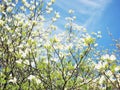 Dogwood tree blossom