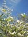 Dogwood tree blossom