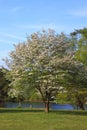 Dogwood Tree Royalty Free Stock Photo