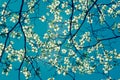 Dogwood tree blossom at springtime in park. Spring natural background in retro style. Royalty Free Stock Photo