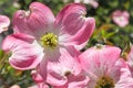 Dogwood tree blossom at springtime in park. Spring natural background. Royalty Free Stock Photo