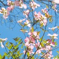 Dogwood tree blossom at springtime in park. Spring natural background. Royalty Free Stock Photo