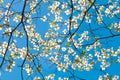 Dogwood tree blossom at springtime in park. Spring natural background. Royalty Free Stock Photo