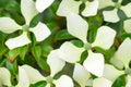 Dogwood tree blossom in summer cornus hongkongsensis Royalty Free Stock Photo