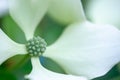 Dogwood tree blossom in summer cornus hongkongsensis Royalty Free Stock Photo