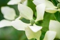 Dogwood tree blossom in summer cornus hongkongsensis.Flower close up Royalty Free Stock Photo