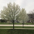 Dogwood tree blossoms Royalty Free Stock Photo