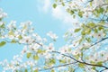 Dogwood tree branches blooming, closeup. Spring season