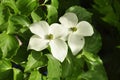 Dogwood tree (Cornus florida)