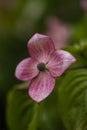 Dogwood tree flowers Royalty Free Stock Photo