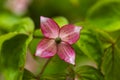 Dogwood tree flowers Royalty Free Stock Photo