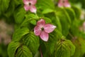 Dogwood tree flowers Royalty Free Stock Photo