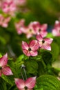 Dogwood tree flowers Royalty Free Stock Photo