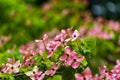 Dogwood tree flowers Royalty Free Stock Photo