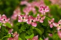 Dogwood tree flowers Royalty Free Stock Photo