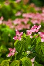 Dogwood tree flowers Royalty Free Stock Photo