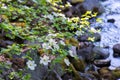 Dogwood tree with flowers near the river in spring time Royalty Free Stock Photo