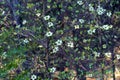 Dogwood tree with flowers in spring time Royalty Free Stock Photo