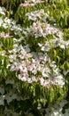 Dogwood tree in full bloom Royalty Free Stock Photo