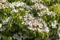 Dogwood tree in full bloom Royalty Free Stock Photo